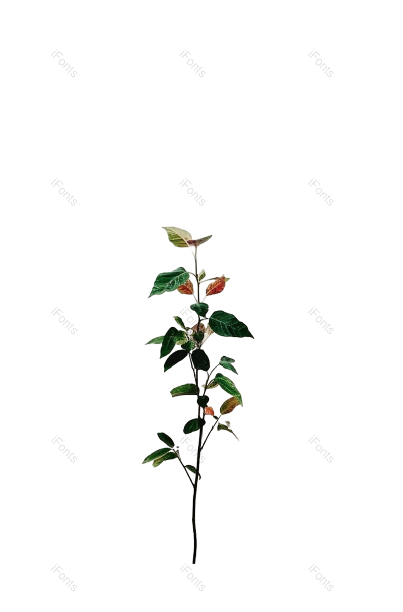 叶子图片,红色的花元素,户外PNG,摄影免抠素材